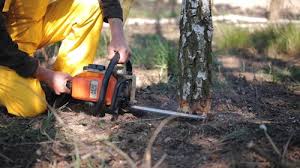 How Our Tree Care Process Works  in  Gordon, NE