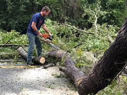 Trusted Gordon, NE Tree Services Experts